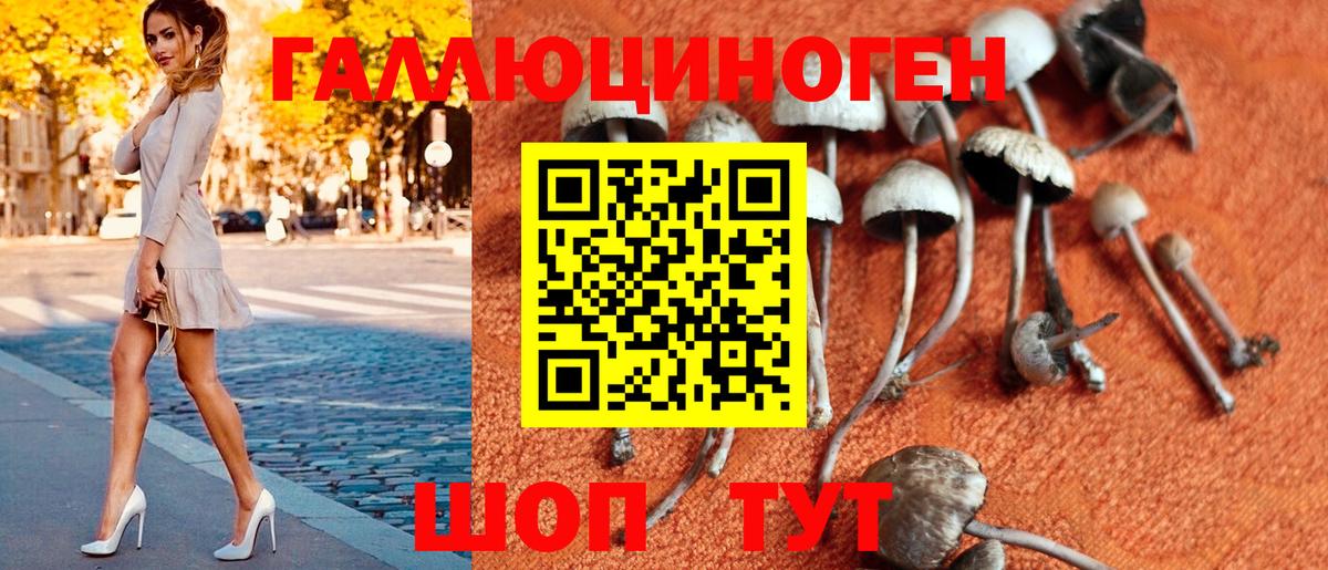 Галлюциногенные грибы Psilocybine cubensis Березники